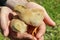 Farmer keeps young chickens in hands.