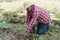 Farmer kneeling in field harvesting organic tomato