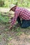 Farmer kneeling in field harvesting organic tomato