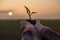 Farmer lifting corn sprout in air