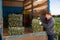 Farmer loading boxes with artichokes in truck