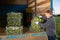 Farmer loading boxes with artichokes in truck