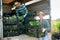 Farmer loading boxes with bok choy into truck