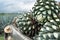 The farmer is loading the last agave balls into the truck.