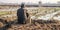 A farmer looks on in despair at his contaminated field, the extent of agricultural waste pollution affecting his