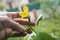 farmer looks through diseases on seedlings and ovaries of cucumbers with his hand.