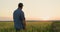 A farmer looks at his field of wheat. Clear summer evening