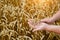 A farmer looks at the ripeness of wheat