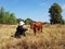 The farmer looks and takes good care of the calf.