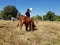 The farmer looks and takes good care of the calf in land