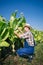 Farmer looks tobacco in the field