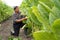 Farmer looks at tobacco leaves