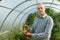 Farmer looks tomatos plant