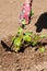 Farmer Loosen Ground Around Vegetable Plant On Garden.