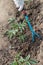 Farmer is loosening soil around the tomato bushes using hand gar