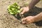 The farmer makes planting vegetables. Fresh and organic food. .