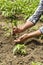 The farmer makes planting vegetables. Fresh and organic food. .