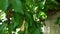 Farmer male hand picking cherries, fruits, cherry tree, organic orchard