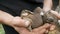 Farmer male hands holding small blind newborn rabbits or hares on the farm.