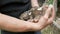 Farmer male hands holding small blind newborn rabbits or hares on the farm.