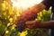 Farmer male hands picking grape, grapes harvest