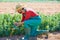 Farmer man harvesting lima beans in orchard