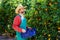 Farmer man harvesting oranges in an orange tree