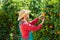 Farmer man harvesting oranges in an orange tree