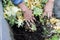 Farmer man holding compost with worms - Main focus on left hand