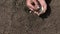 Farmer Man Planting Seedling Beans Grains, Adult Hands in Agriculture Field, Fingers Plants, Watering Seeds