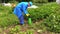 Farmer man spray fertilize pesticides chemical on plants