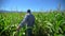 Farmer man walking through plantation of corn. Male farmer hands checking and inspecting quality of plants of organic