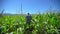 Farmer man walking through plantation of corn. Male farmer hands checking and inspecting quality of plants of organic