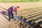 The farmer manages the irrigation of the plantation field with a shovel. Irrigation system, shut-off and flow redirection. Care