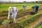 Farmer in medical mask harvesting red mustard greens