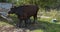 Farmer milking a black cow by hand in an open field