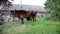 Farmer milking the cow by hand