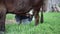 Farmer milking the cow by hand. close up