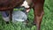 Farmer milking the cow by hand. view from above