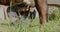 farmer milking cows by hand, view from the grass level