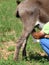 Farmer milking  donkey