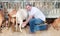 Farmer milking goats