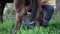 Farmer milks the cow by hand. milk flows into the bucket. rear view of a cow. Milking in the yard