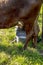 Farmer milks cows by hand, old way to milk cows