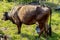 Farmer milks cows by hand, old way to milk cows