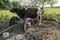 Farmer milks cows by hand, old way to milk cows