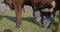 Farmer milks the cows by hand in the open space