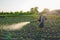A farmer with a mist fogger sprayer sprays fungicide and pesticide on potato bushes. Effective crop protection