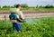 A farmer with a mist fogger sprayer sprays fungicide and pesticide on potato bushes. Protection of cultivated plants from insects