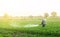 A farmer with a mist sprayer blower processes the potato plantation from pests and fungus infection. Harvest processing.